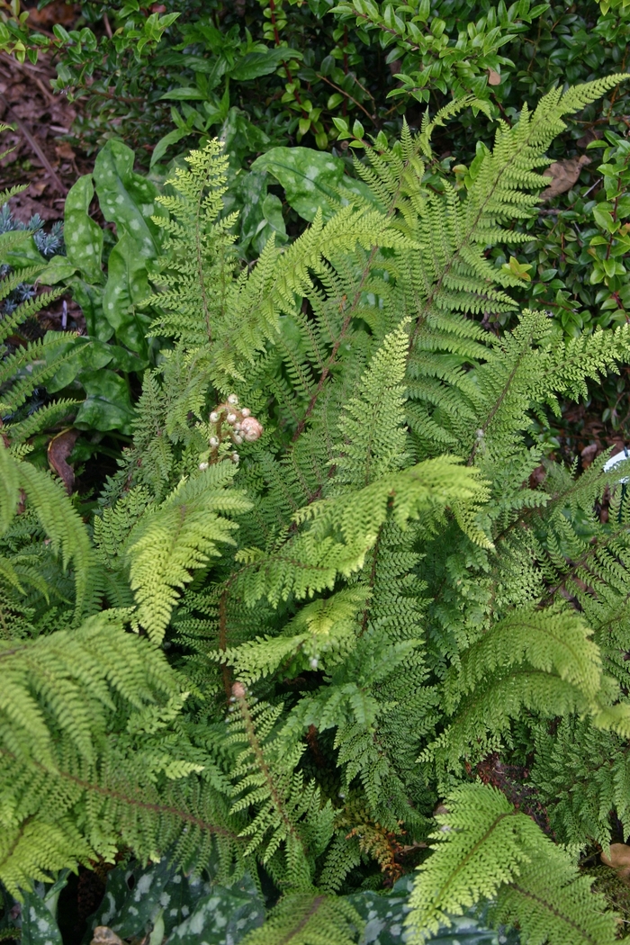 Polystichum 'munitum' | Sword Fern | All Seasons Nursery