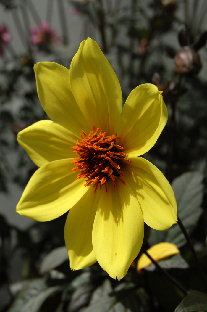 Dahlia 'Happy Days' | Dahlia | All Seasons Nursery