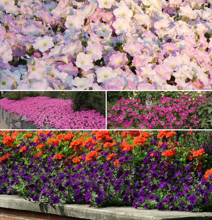 Wave™ Series Petunia All Seasons Nursery