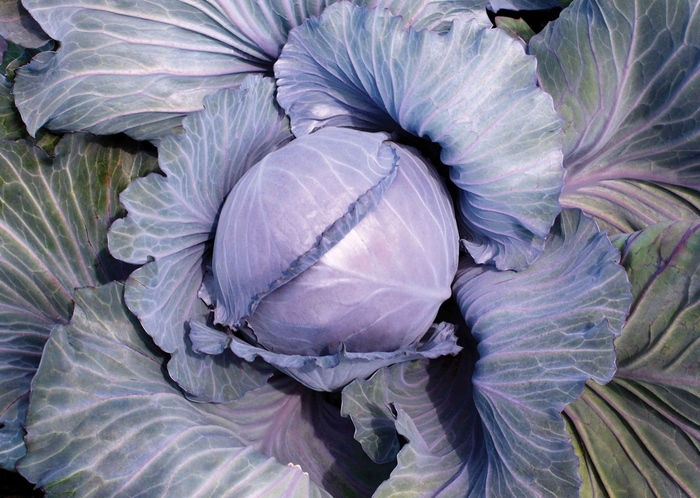 Cabbage | Super Red 115 F1 | All Seasons Nursery