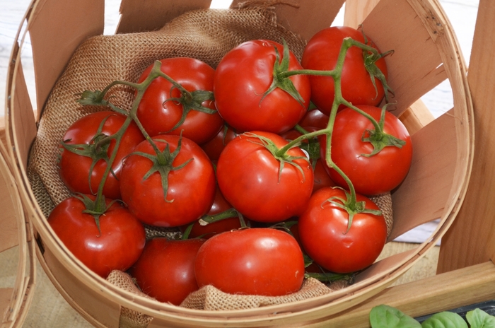 Tomato | Bonny Best | All Seasons Nursery