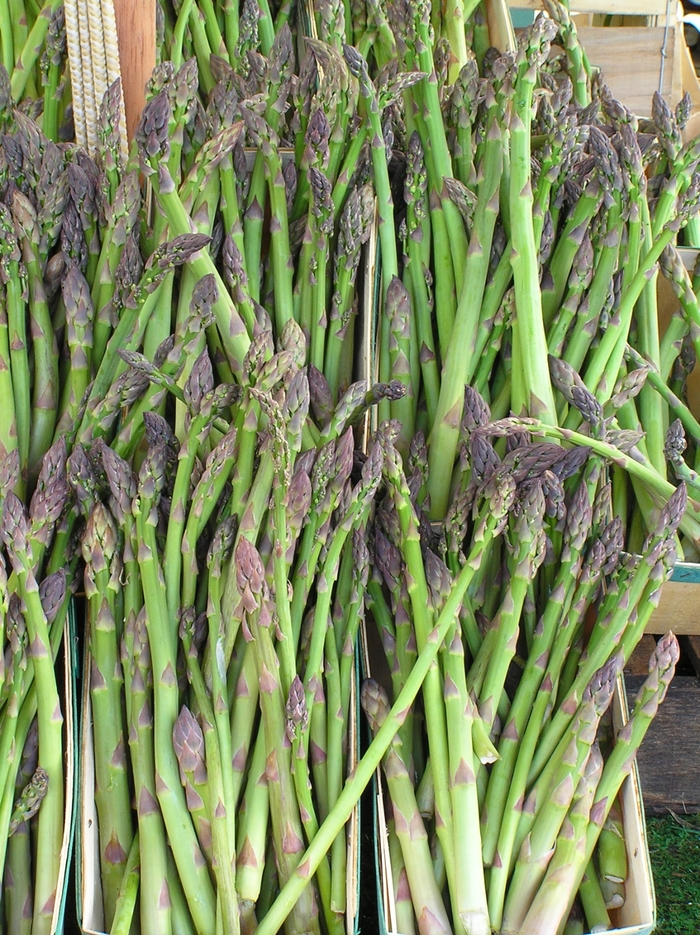 Asparagus Officinalis Jersey Giant Asparagus All Seasons Nursery