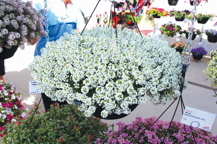 Lobularia 'Snow Globe White' | Sweet Alyssum | All Seasons ...